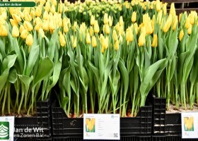 Tulipa Kim de Boer (1)